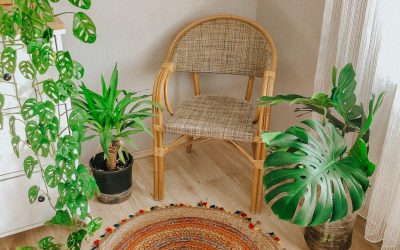 Benefits of Having House Plants You Must Know