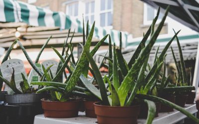 Aloe Vera