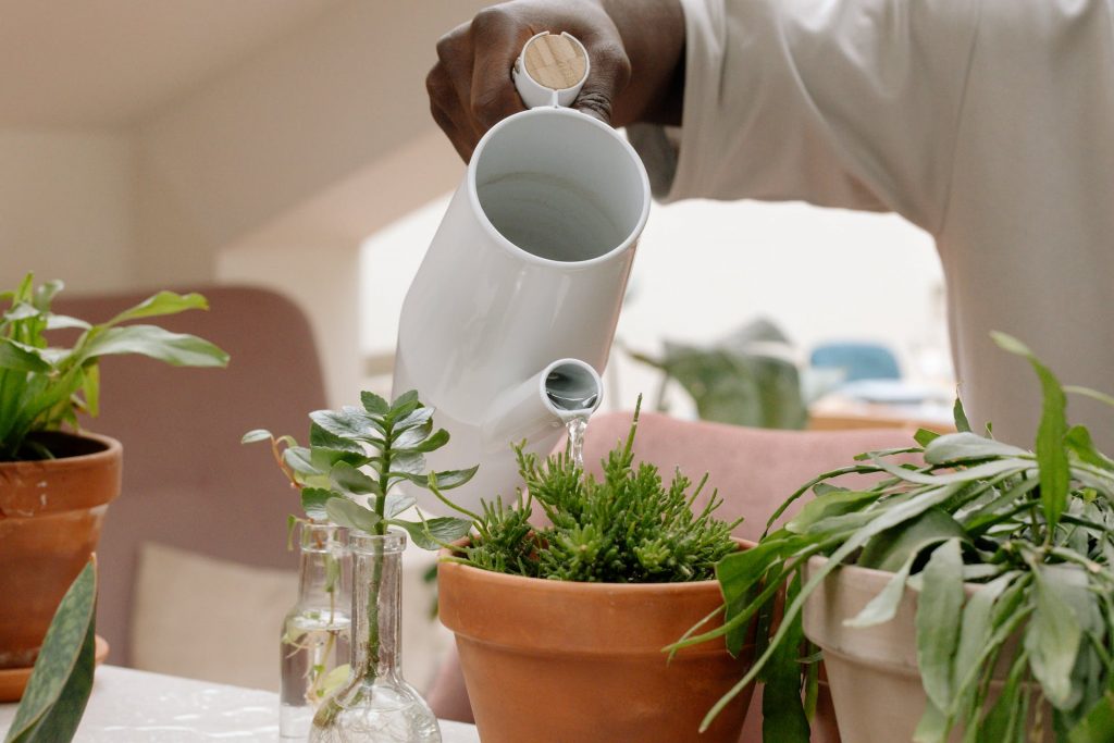 COVER - HOW TO CARE INDOOR PLANTS