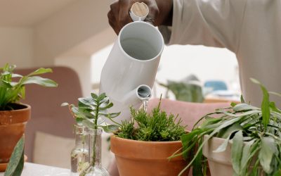 How to Avoid Over Watering Your Plants