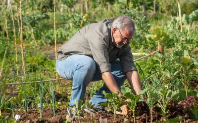 Design an Edible Landscape that Delights and Nourishes With This Guide