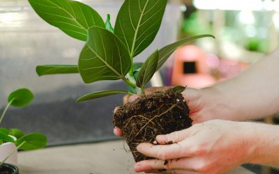 Determining the Best Soil for Your Plants