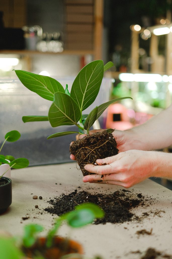 COVER - HOW TO CARE INDOOR PLANTS