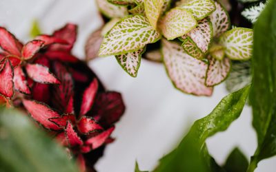 Exotic Angel Plants and How to Care for Them