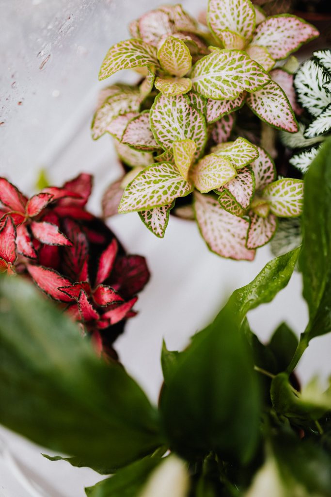 COVER - HOW TO CARE INDOOR PLANTS