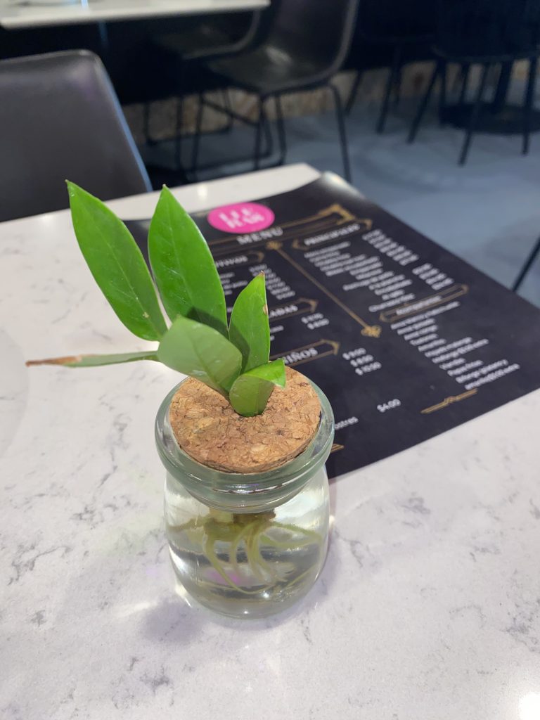 COVER - HOW TO CARE INDOOR PLANTS