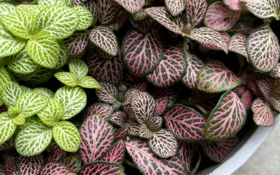 Fittonia albivenis: Nerve Plant