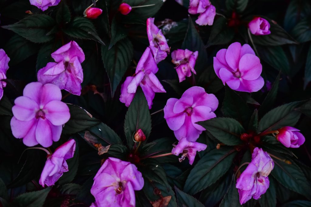 COVER - HOW TO CARE INDOOR PLANTS