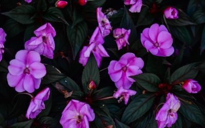 How to Care for New Guinea Impatiens