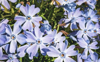 How to Get Started with Creeping Phlox Plants