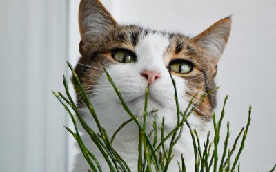 Cat Grass, Benefits for Cats & More