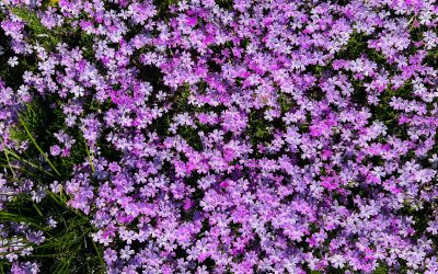 Creeping Phlox