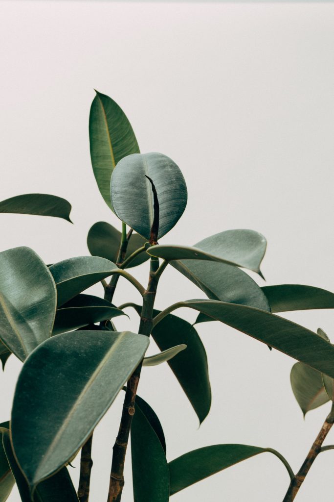 COVER - HOW TO CARE INDOOR PLANTS