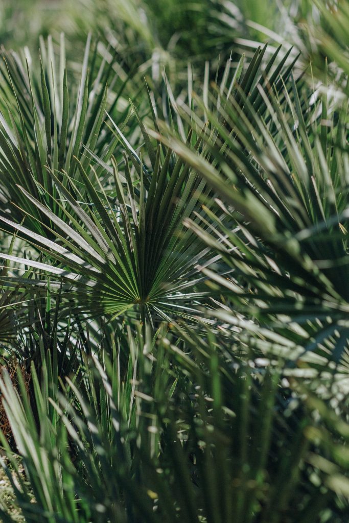 COVER - HOW TO CARE INDOOR PLANTS