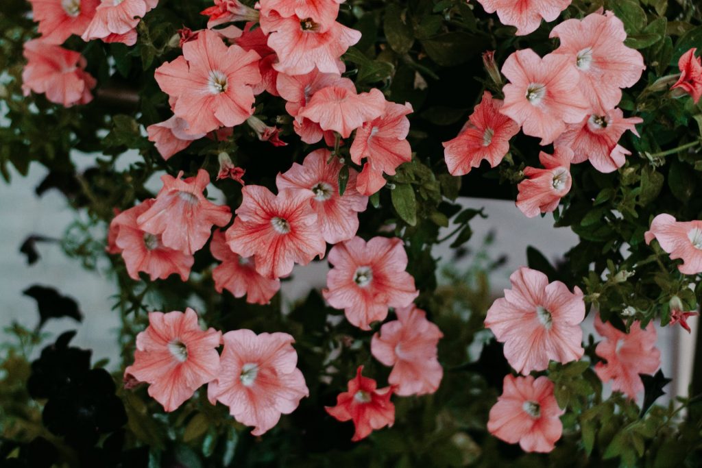 COVER - HOW TO CARE INDOOR PLANTS