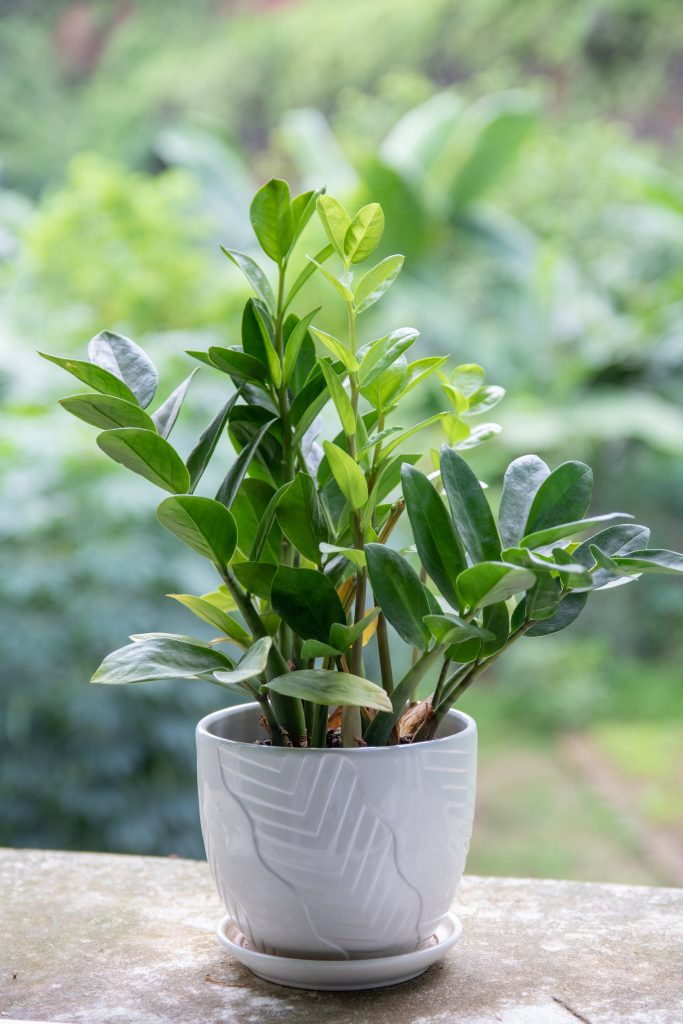 COVER - HOW TO CARE INDOOR PLANTS
