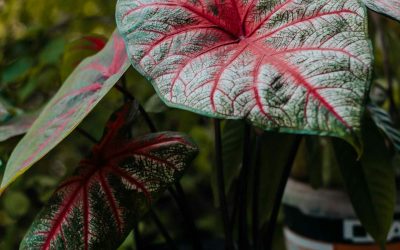 Caladium bicolor: Heart of Jesus, Elephant Ear