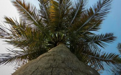 Do Palm Trees Shed Their Bark? Unraveling the Mystery