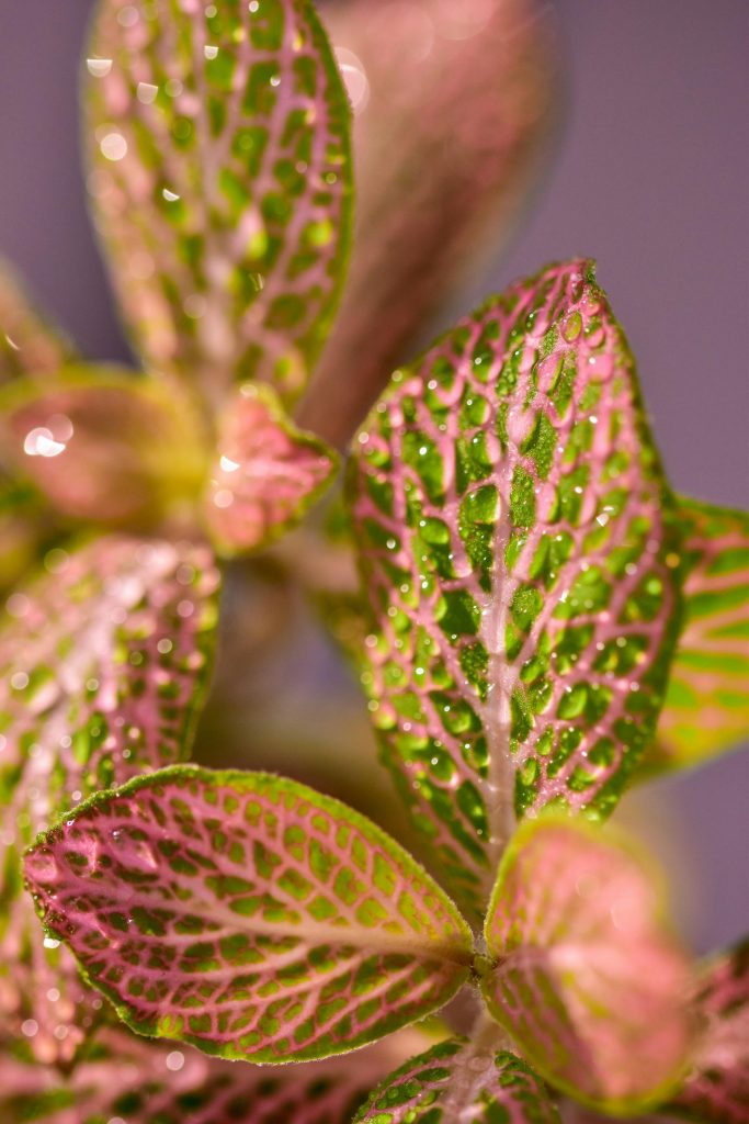 COVER - HOW TO CARE INDOOR PLANTS