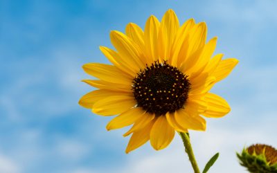 Helianthus annuus: Sunflower