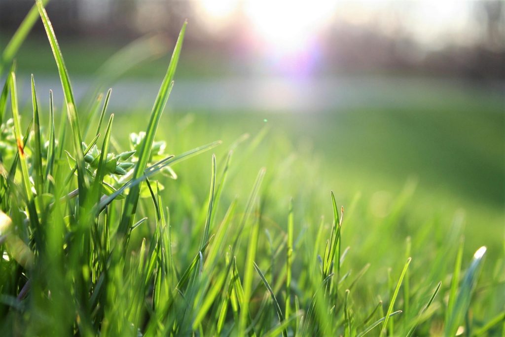 COVER - HOW TO CARE INDOOR PLANTS