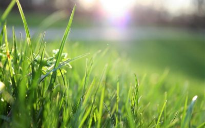 The Fascinating World of Grass: Diversity and Adaptability