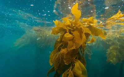 The Intriguing Difference Between Seaweed and Kelp