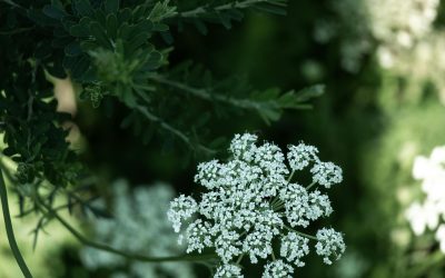 A Journey Through the History, Lore, and Medicinal Uses of the Angelic Plant Angelica Archangelica