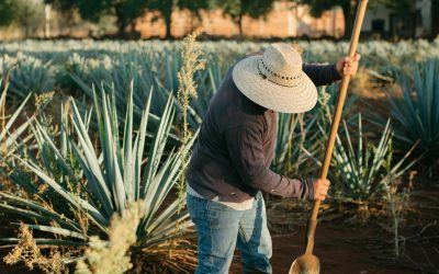 An Exploration of Mexico’s Most Common Plants and How to Grow These in Your home