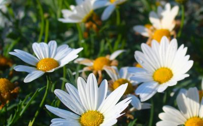 Bellis perennis: Common Daisy, English Daisy