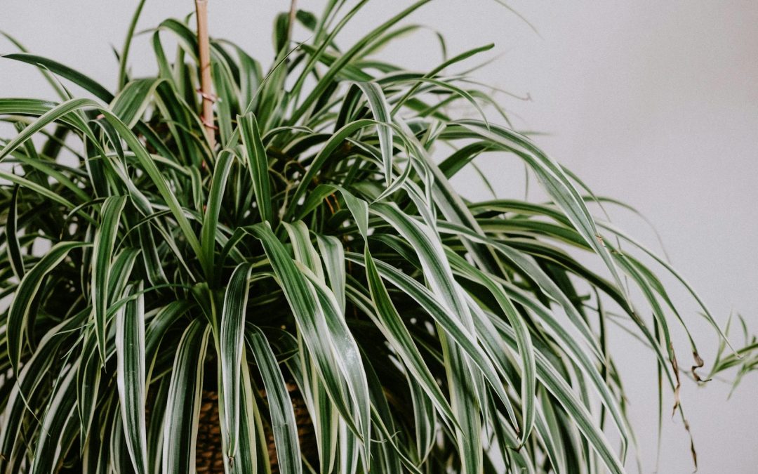 Chlorophytum comosum: Spider Plant