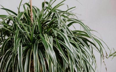 Chlorophytum comosum: Spider Plant