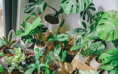 Creating a Green Oasis Indoors, a Guide to Creating and Maintaining Your Indoor Plant Ecosystem