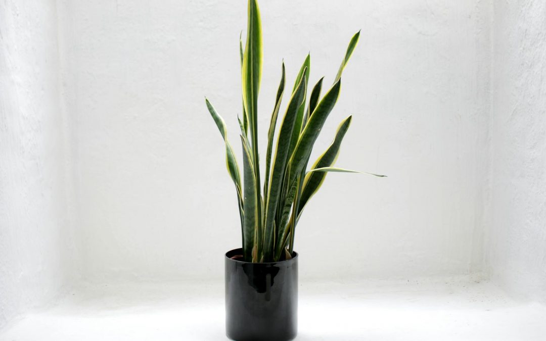 Dracaena trifasciata: Snake Plant