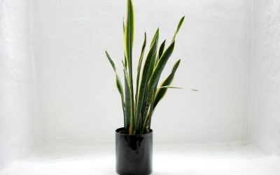 Dracaena trifasciata: Snake Plant