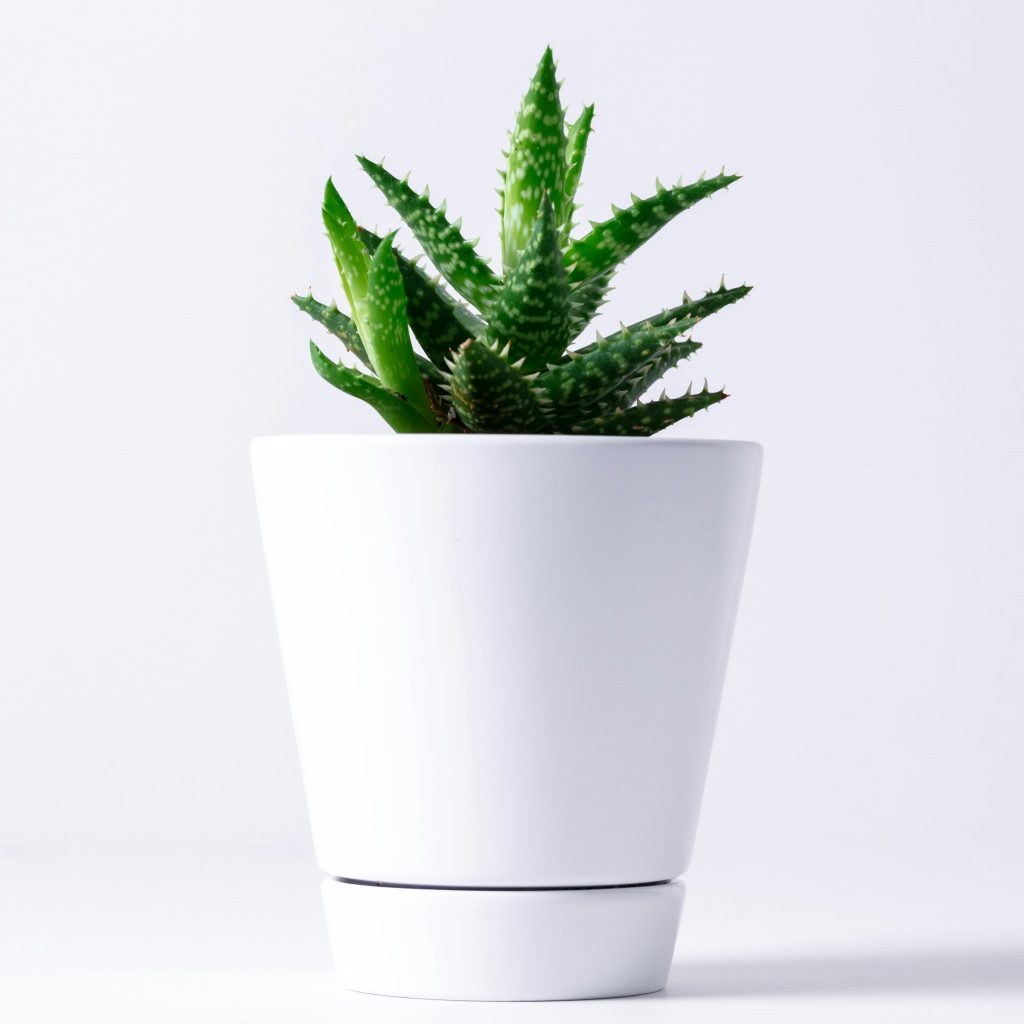 COVER - HOW TO CARE INDOOR PLANTS