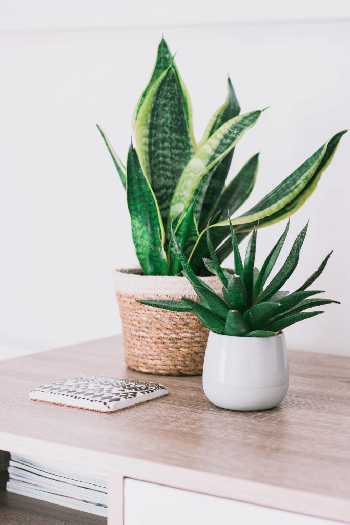 COVER - HOW TO CARE INDOOR PLANTS