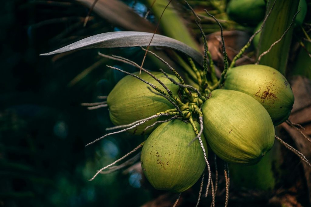 COVER - HOW TO CARE INDOOR PLANTS