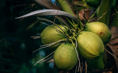 Growing Coconut Trees at Home – A Starter Guide