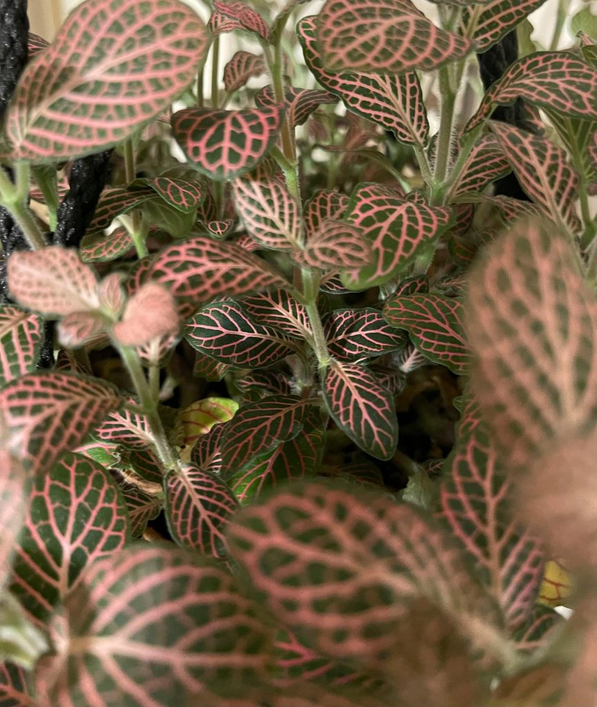 COVER - HOW TO CARE INDOOR PLANTS