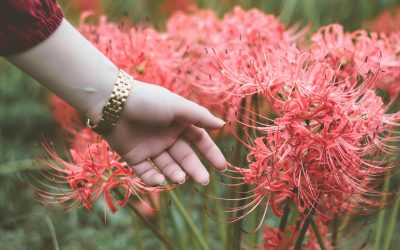 Ignite Your Garden: A Starter Guide to Planting and Caring for the Resilient Red Spider Lily