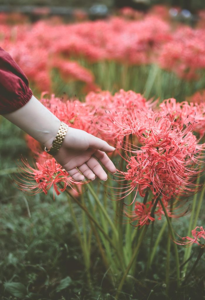 COVER - HOW TO CARE INDOOR PLANTS