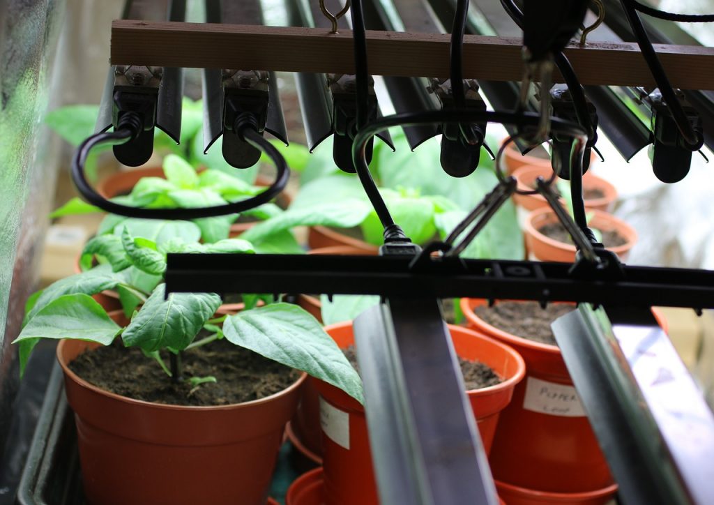 COVER - HOW TO CARE INDOOR PLANTS