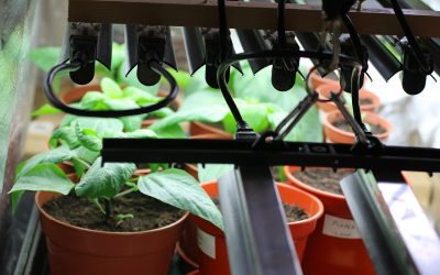 Illuminate Your Indoor Garden with this Guide on Choosing the Best Grow Lights for Your Plants