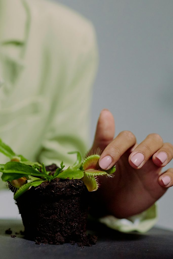 COVER - HOW TO CARE INDOOR PLANTS