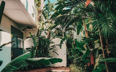 Local Vs. Exotic Plants: Choosing the Right Plants for Your Garden