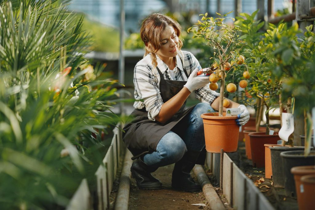 COVER - HOW TO CARE INDOOR PLANTS