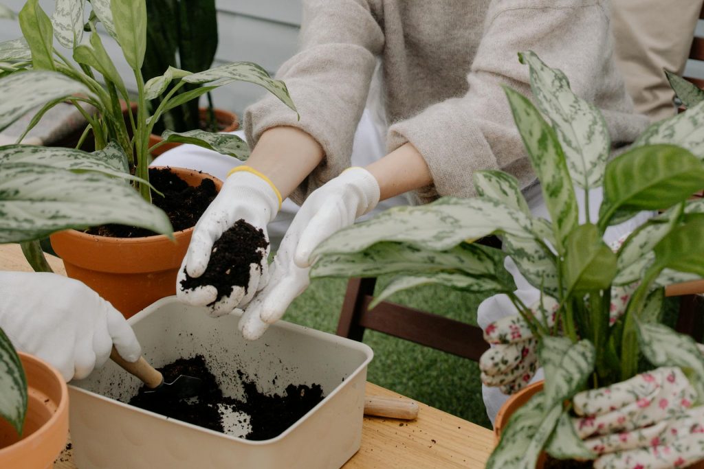 COVER - HOW TO CARE INDOOR PLANTS