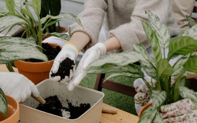 Mastering the Art of Repotting, Transplanting Your Plants