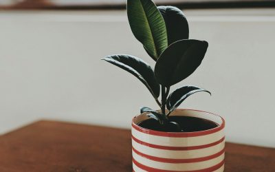 Nurturing Your First Plant to Flourishing Success